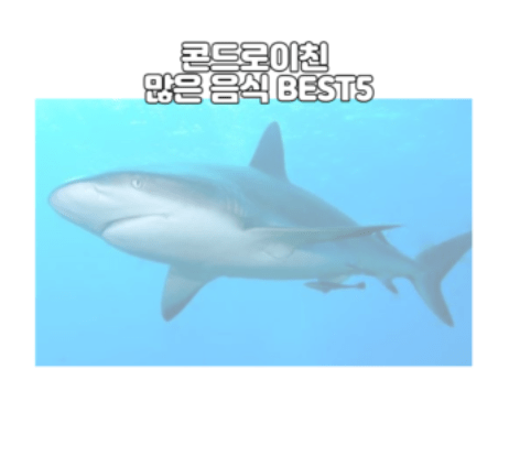 콘드로이친 많은 음식 BEST5