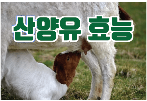 산양유 효능