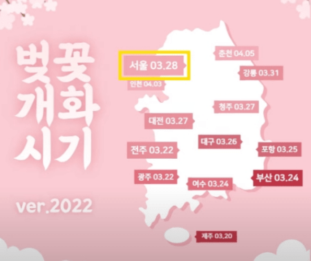 2022 벚꽃 개화시기