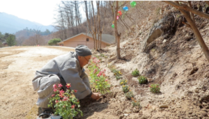 한국기행 달래 생강꽃차