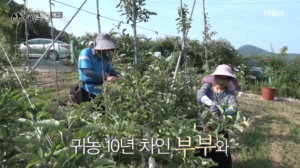 휴면다큐 사노라면 보은 대추농장 택배 판매 주문 홈페이지