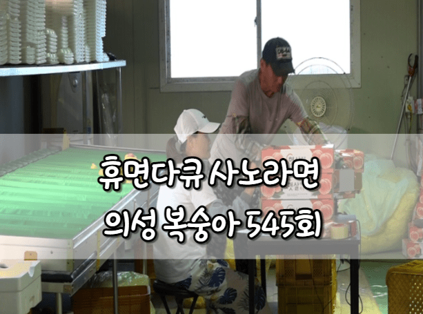 휴먼다큐 사노라면 의성 복숭아