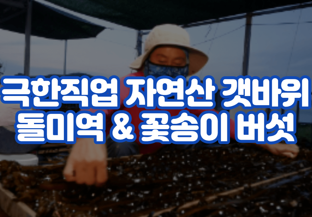 극한직업 자연산 갯바위 돌미역